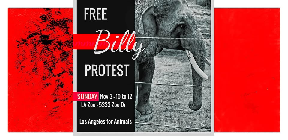 Los Angeles For Animals