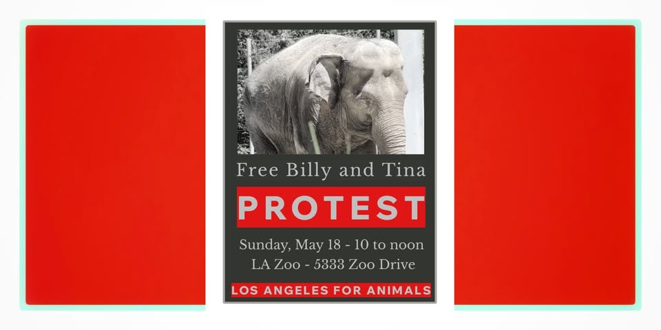 Los Angeles For Animals