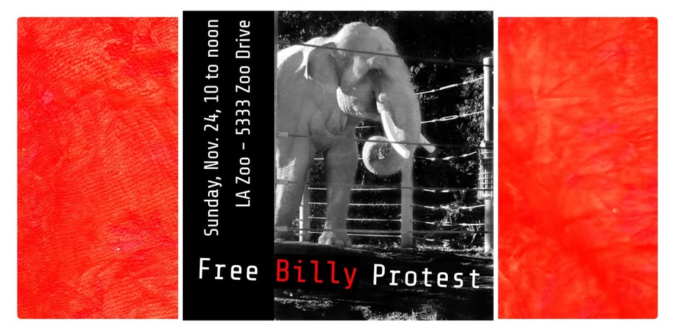 Los Angeles For Animals