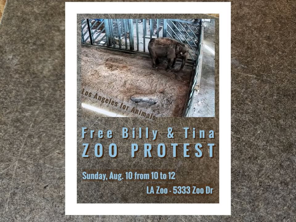 Los Angeles For Animals