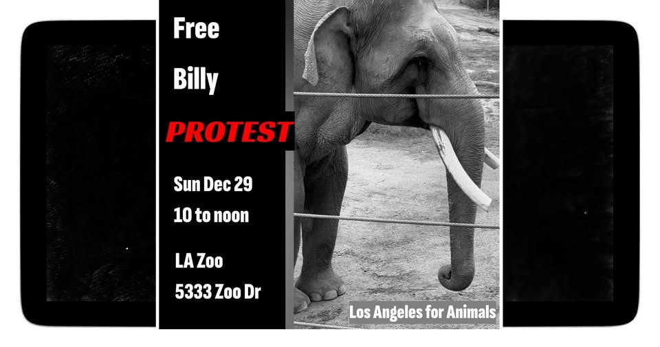 Los Angeles For Animals