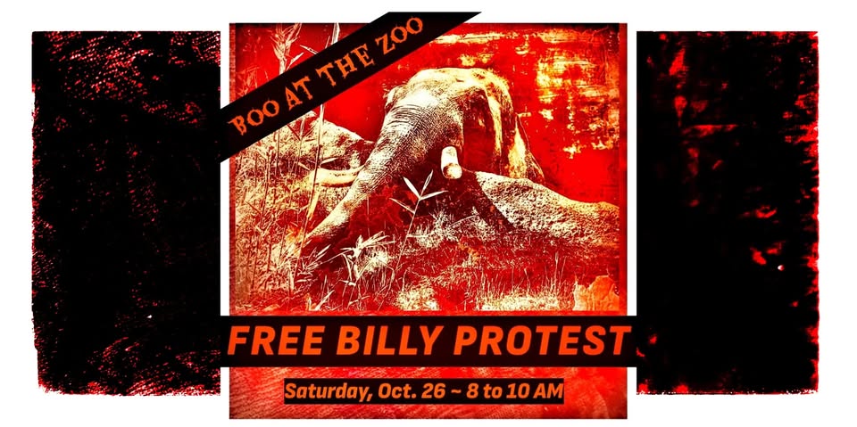 Los Angeles For Animals