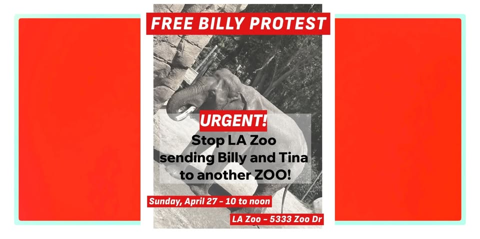 Los Angeles For Animals