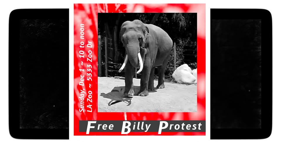 Los Angeles For Animals