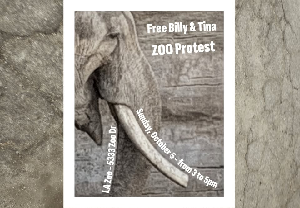 Los Angeles For Animals