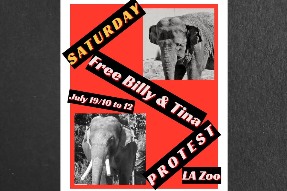 Los Angeles For Animals