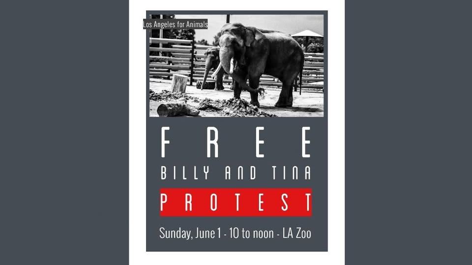Los Angeles For Animals