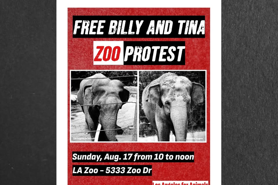 Los Angeles For Animals