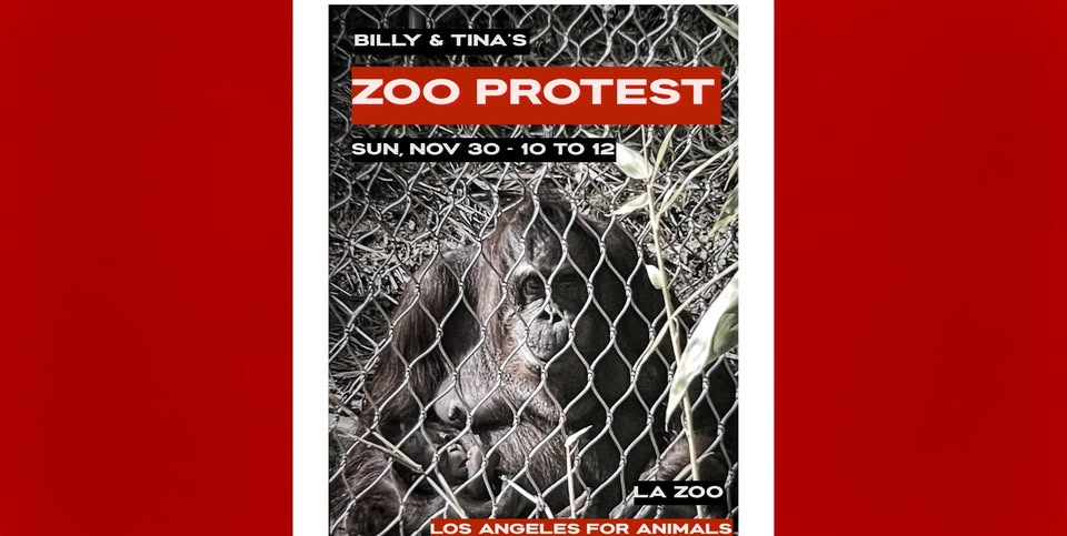 Los Angeles For Animals