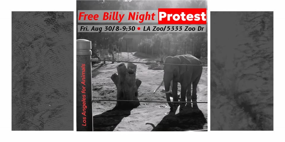 Los Angeles For Animals