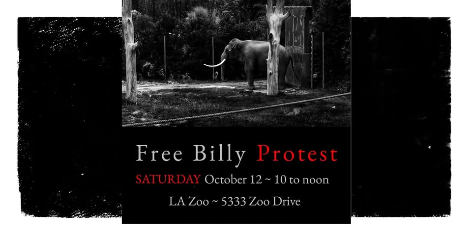 Los Angeles For Animals