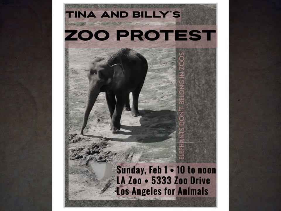 Los Angeles For Animals