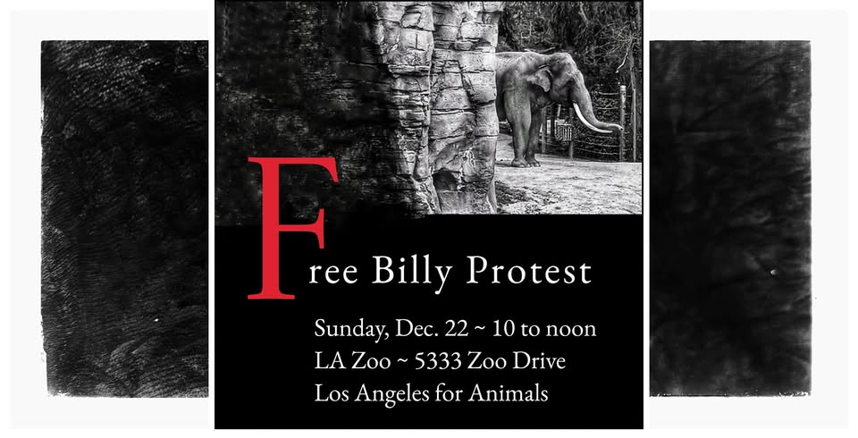 Los Angeles For Animals