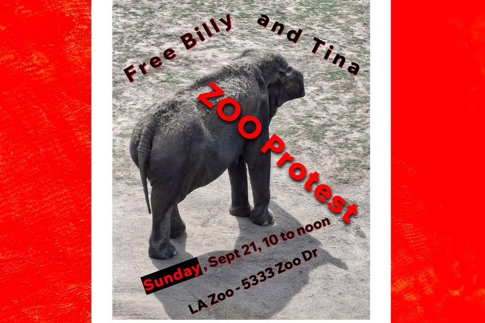 Los Angeles For Animals