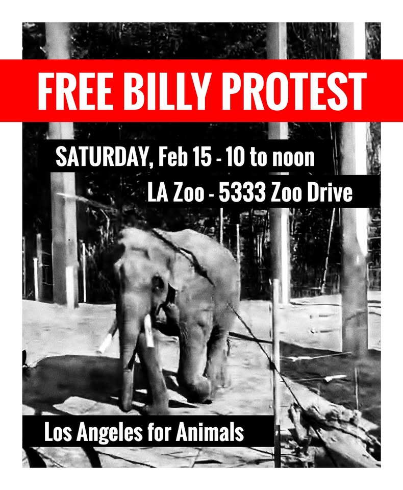 Los Angeles For Animals