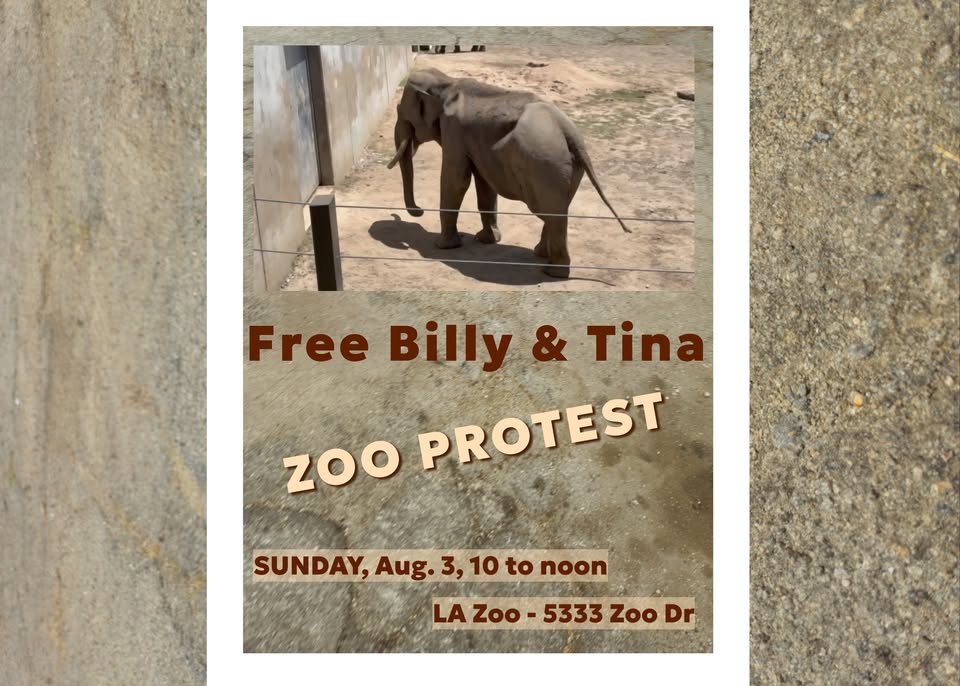Los Angeles For Animals