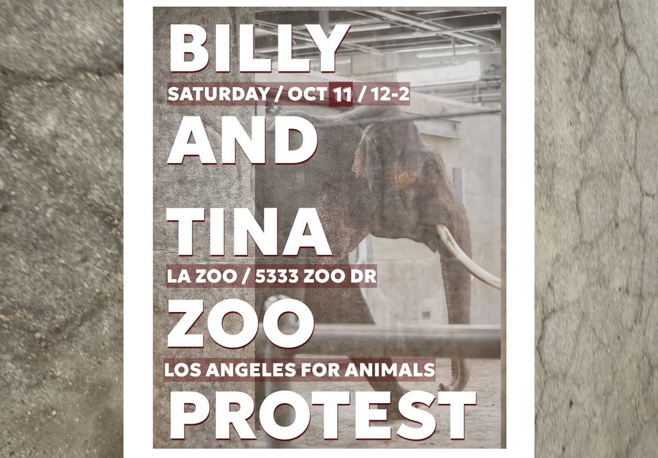 Los Angeles For Animals