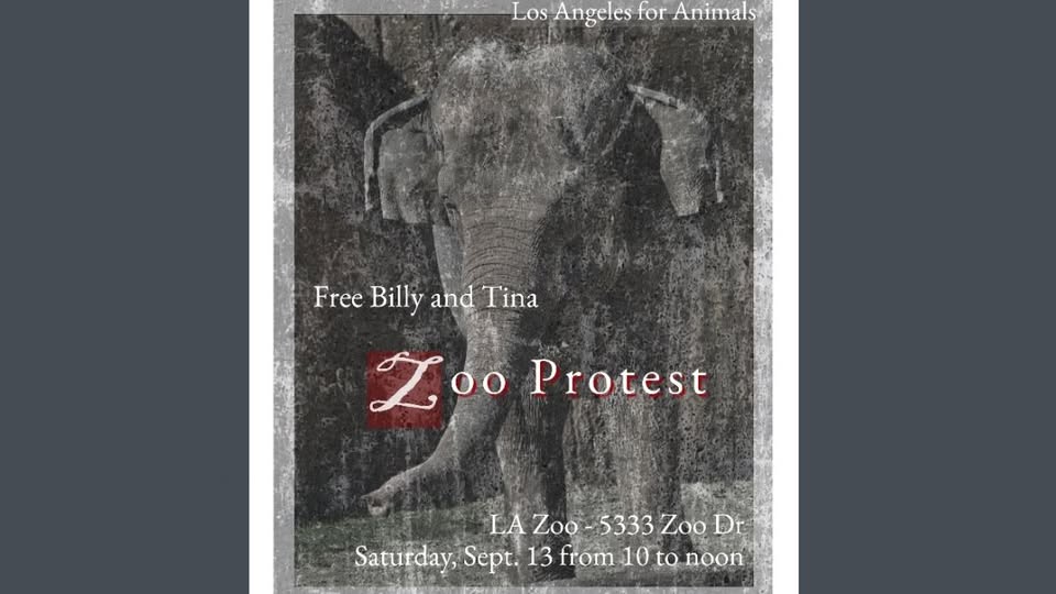 Los Angeles For Animals