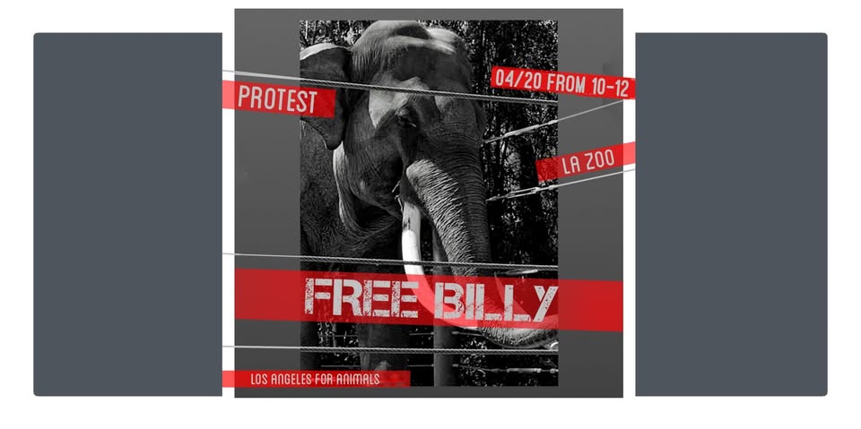 Los Angeles For Animals