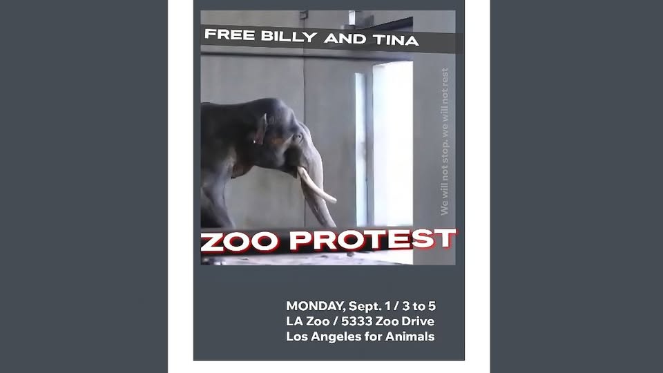 Los Angeles For Animals