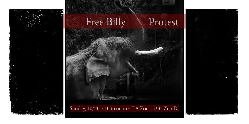 Los Angeles For Animals