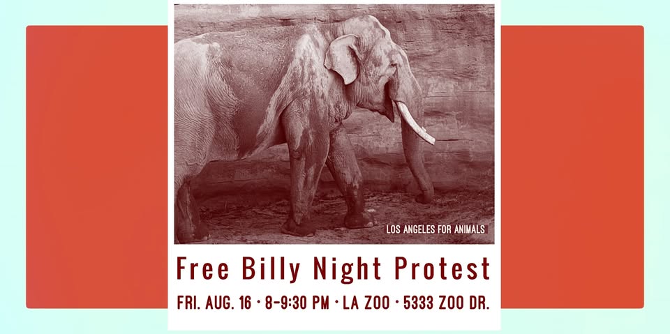 Los Angeles For Animals