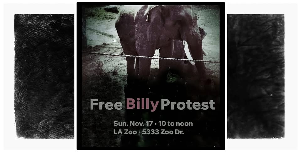 Los Angeles For Animals
