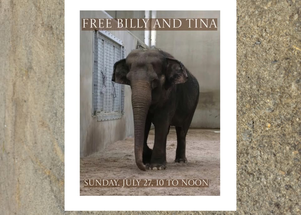 Los Angeles For Animals