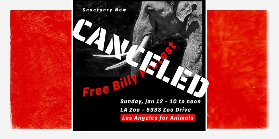 Los Angeles For Animals
