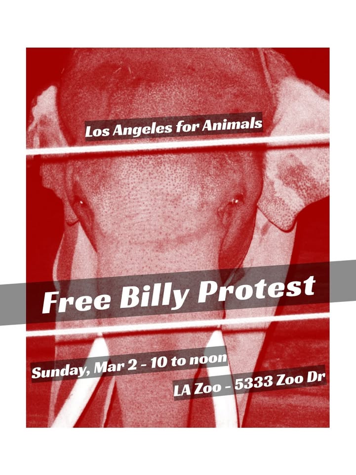 Los Angeles For Animals