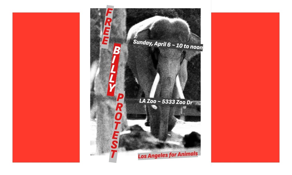 Los Angeles For Animals