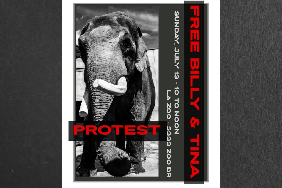 Los Angeles For Animals