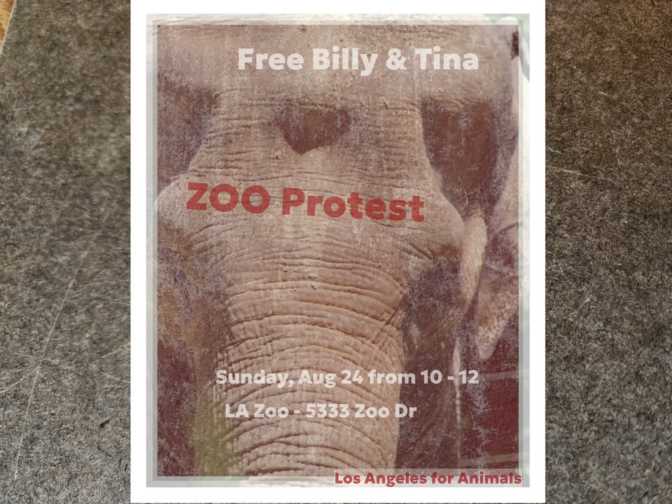 Los Angeles For Animals