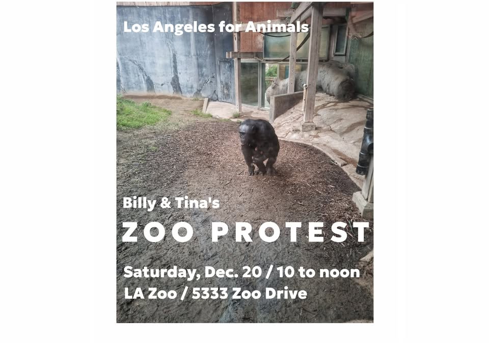Los Angeles For Animals