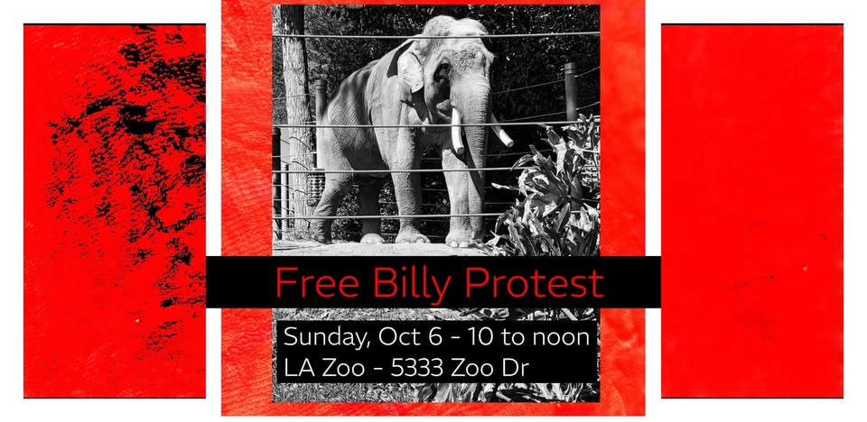 Los Angeles For Animals