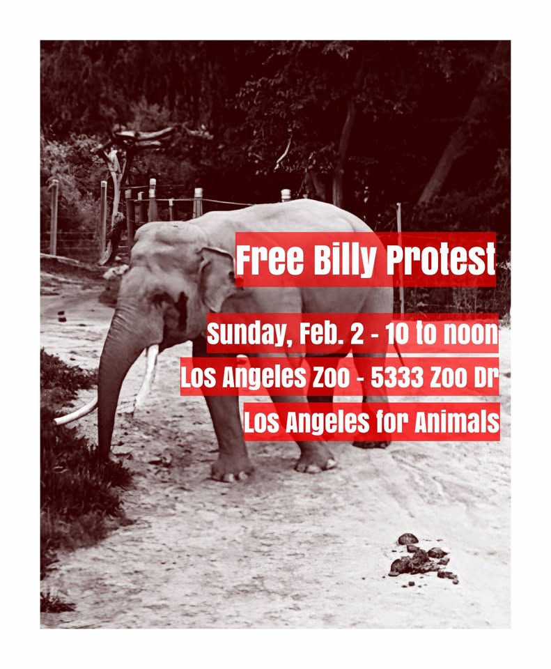 Los Angeles For Animals