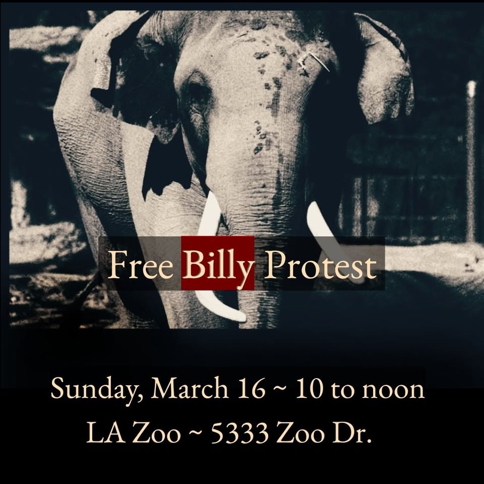 Los Angeles For Animals