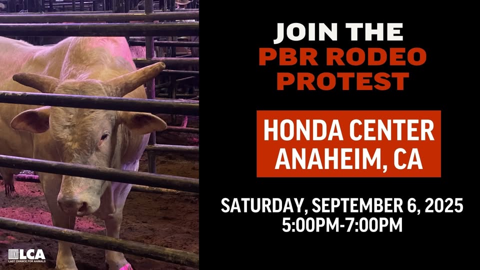 Los Angeles Animal Defense League