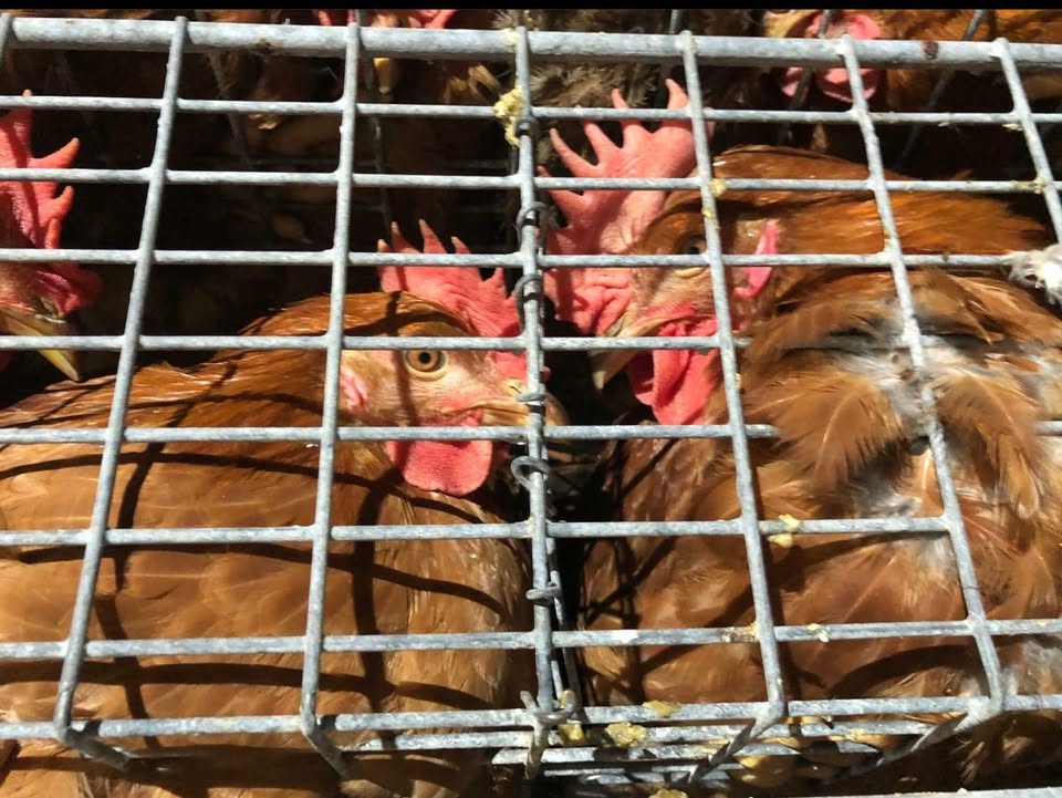 Orange County Animal Liberation