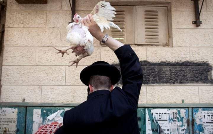 Orange County Animal Liberation