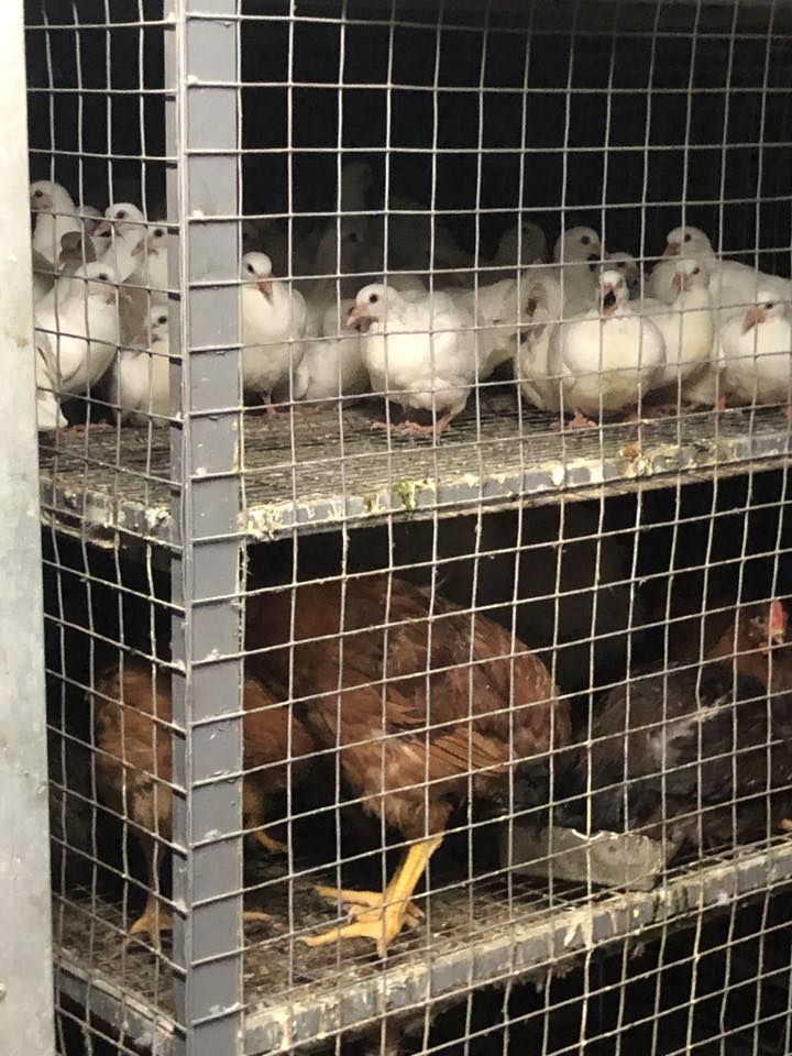 Orange County Animal Liberation