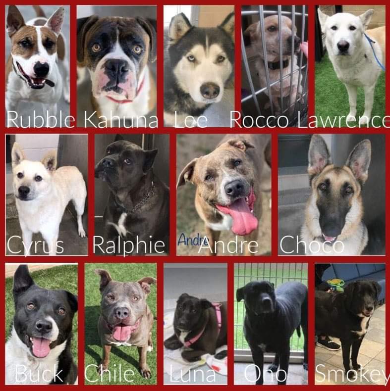 Orange County Animal Liberation