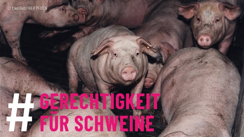 Menschen für Tierrechte e.V.